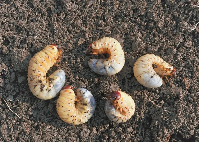 Why Is Grub Preventative