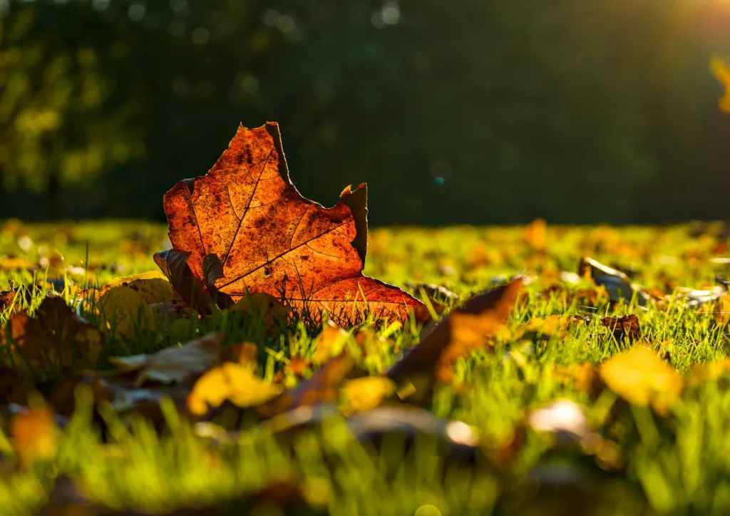 Get to Know Alabama’s Warm-Season Grasses